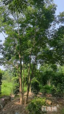 40公分(5杆)丛生栾树