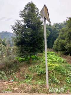 25公分金丝楠木