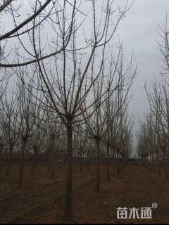 15公分金叶复叶槭