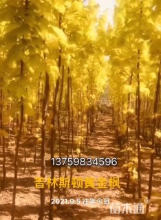 3公分普林斯顿黄金枫