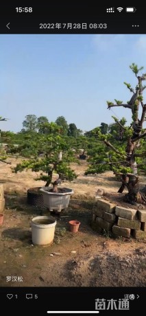 容器苗造型罗汉松