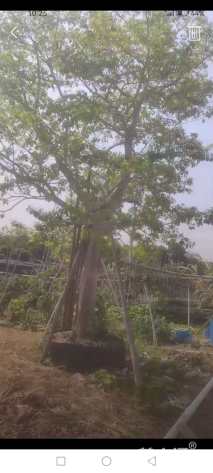 25公分红果冬青