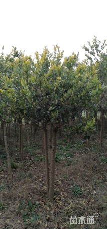 高度2000厘米金森女贞