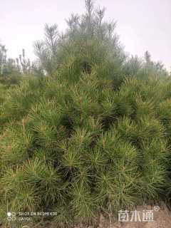 高度300厘米白皮松