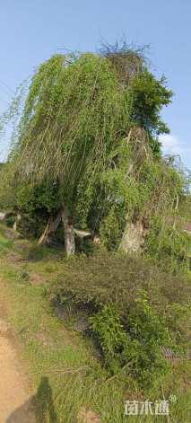 30公分造型榆树