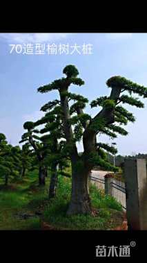 移栽苗造型罗汉松