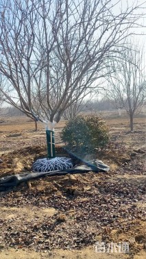 20公分日本晚樱