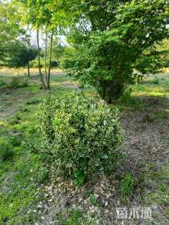 高度100厘米金边黄杨