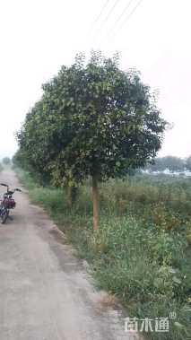 10公分大叶女贞