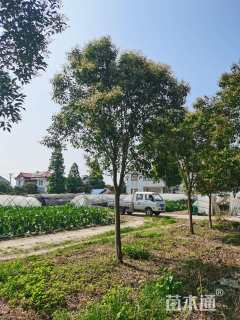 18公分大叶女贞