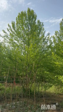 高度400厘米(5杆)丛生白桦