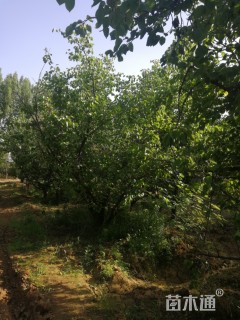 20公分杏树