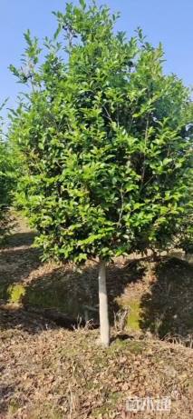 高度250厘米茶梅