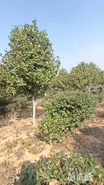 高度300厘米茶花