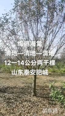 17公分绚丽海棠