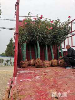 7公分高杆树状月季