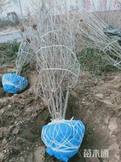 高度150厘米丛生暴马丁香