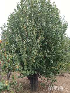 33公分八棱海棠