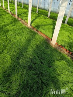 高度20厘米墨西哥羽毛草