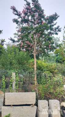 高度600厘米红花紫薇