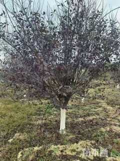 15公分紫叶矮樱