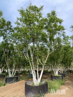 40公分丛生栾树