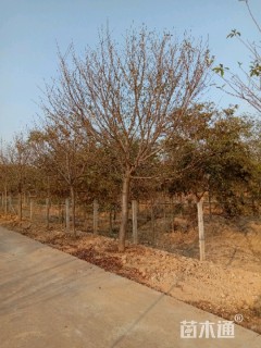 15公分高杆樱花