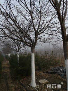 14公分高杆染井吉野樱