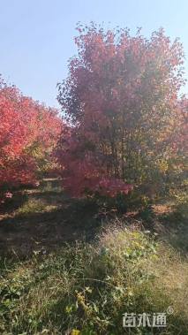 20公分美国红枫