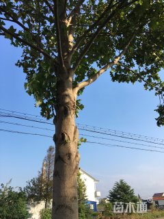 40公分杂交马褂木