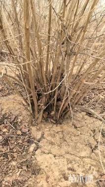 高度150厘米丛生金银木