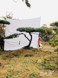 30公分造型黑松