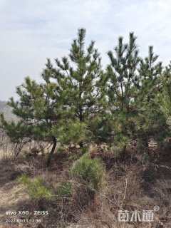 高度600厘米油松