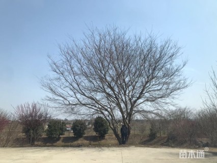 100公分丛生榔榆