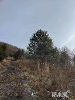 高度2500厘米油松