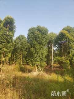 50公分(3杆)丛生香樟