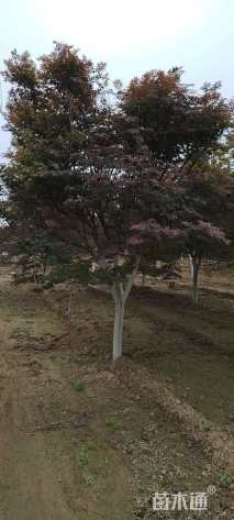 12公分日本红枫