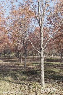 12公分美国红枫