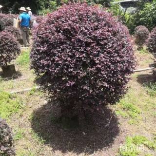 冠幅80厘米红叶石楠球