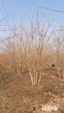 高度600厘米丛生五角枫