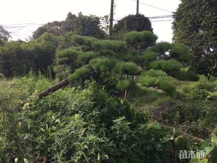 高度400厘米黑松