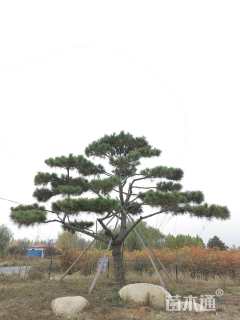 高度1000厘米油松