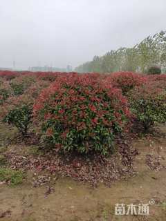 冠幅100厘米红叶石楠球