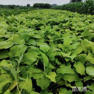 高度15厘米玉簪