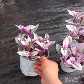 高度15厘米婚礼吊兰