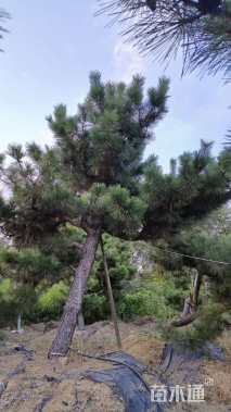 50公分造型黑松