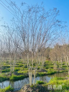 高度550厘米丛生紫薇