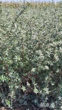 高度80厘米深秋红沙棘