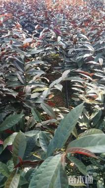 高度30厘米红背桂