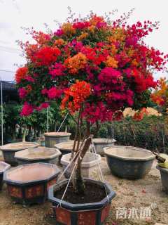 高度220厘米三角梅